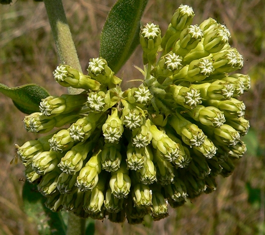{Asclepias viridiflora}